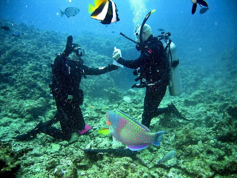 Reef Sea Diving Scuba Underwater Ocean Divers