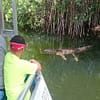 Alligator in Jamaika