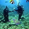 Reef Sea Diving Scuba Underwater Ocean Divers