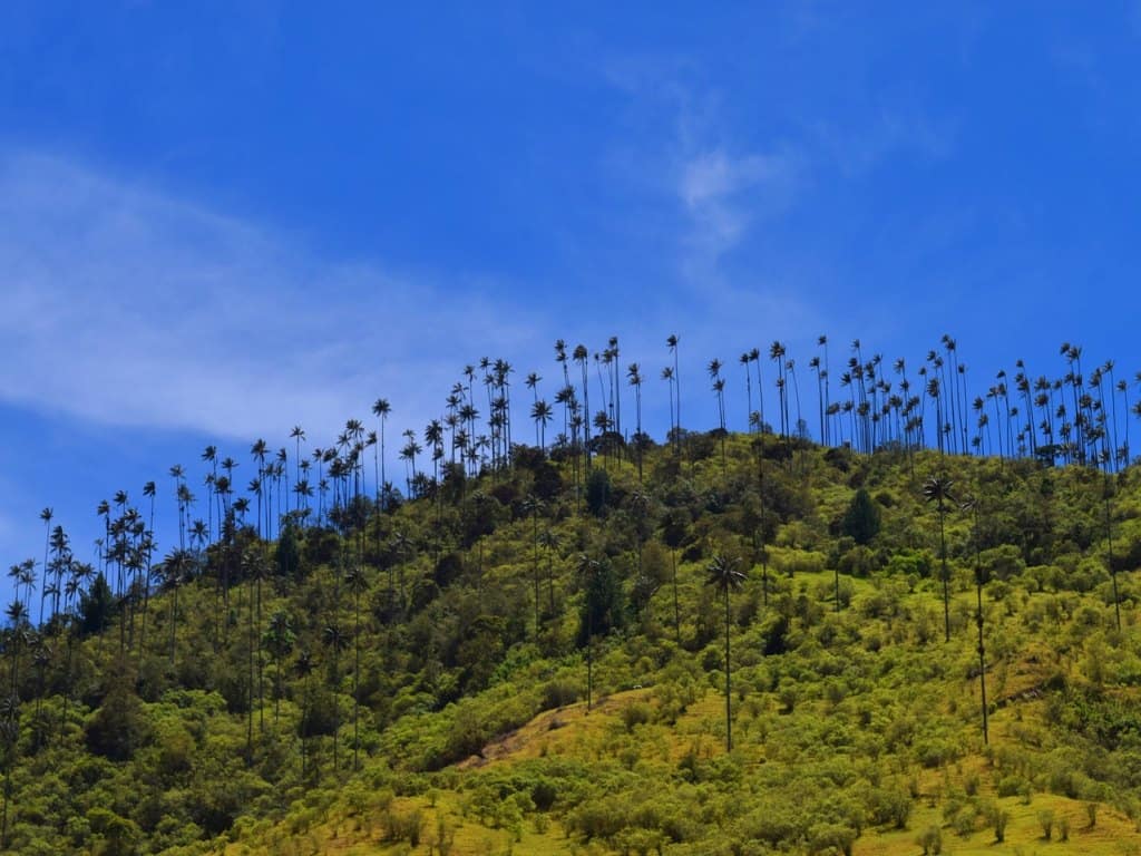 Valle de cocora kolumbien