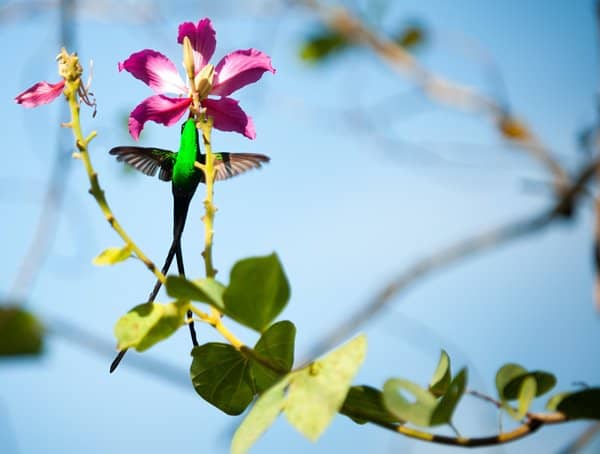 Jamaika Kolibri