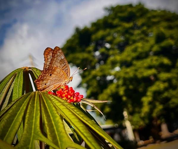 Jamaika Schmetterling