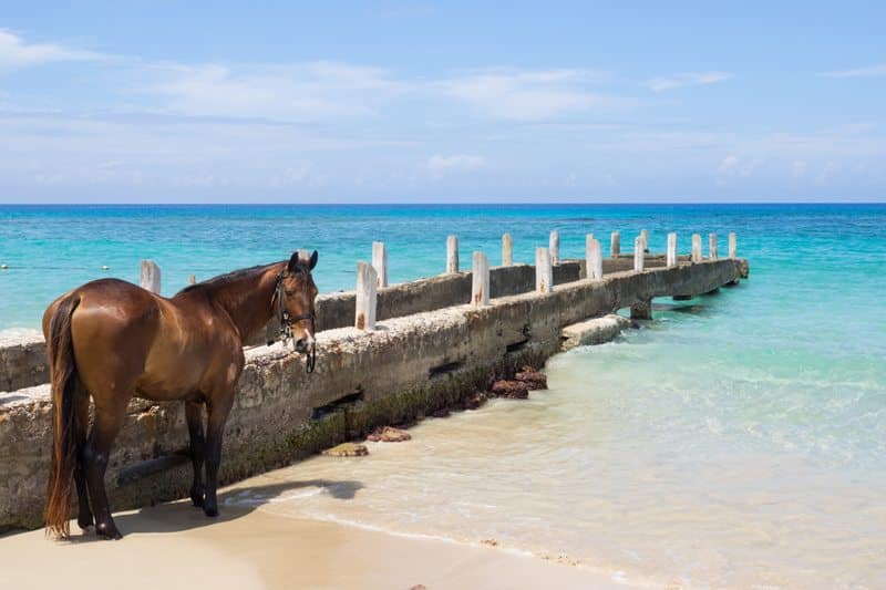 Pferd Jamaika Strand