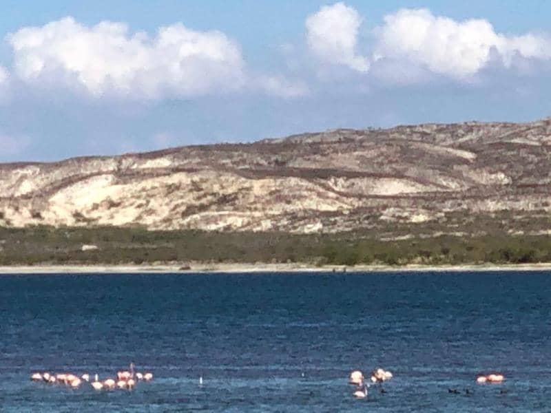 Flamingos bei der Laguna de Oviedo